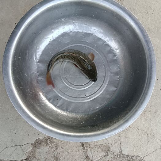 淮南鲤鱼