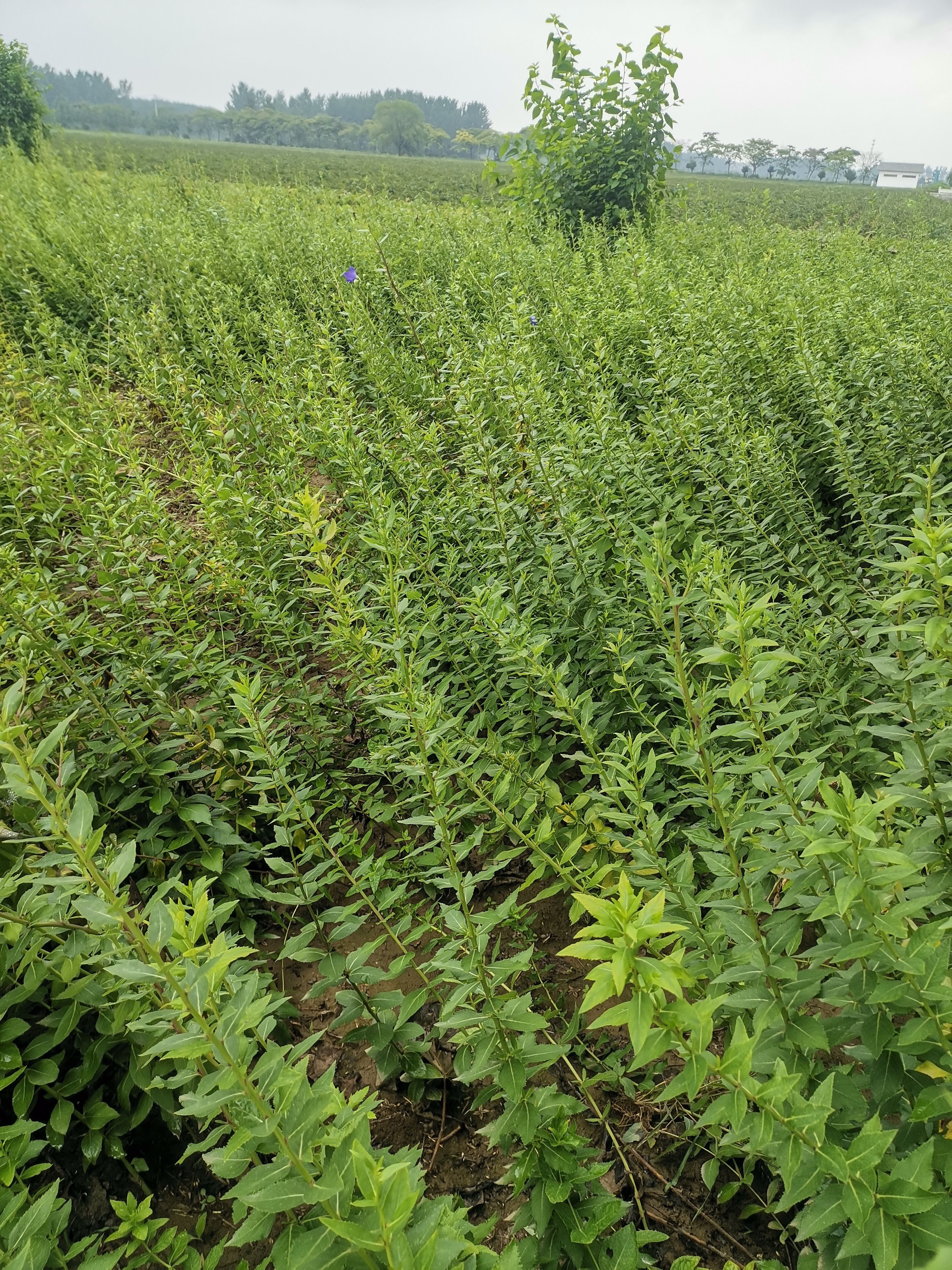 桔梗种子 发芽率有保证 提供种植技术 包回收