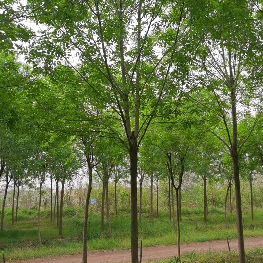 兴平市速生白蜡 白蜡