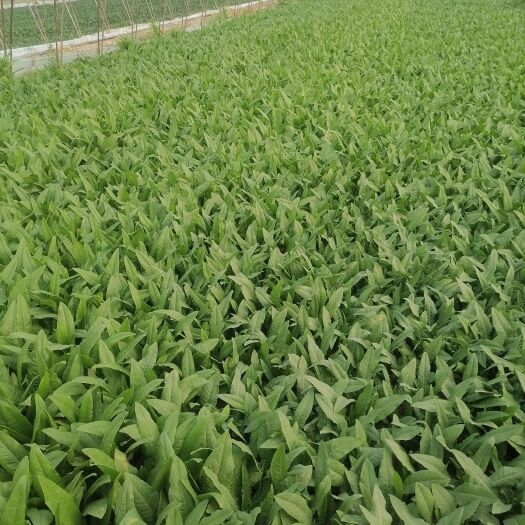 曹县青油麦 油麦菜大量有货每斤1元