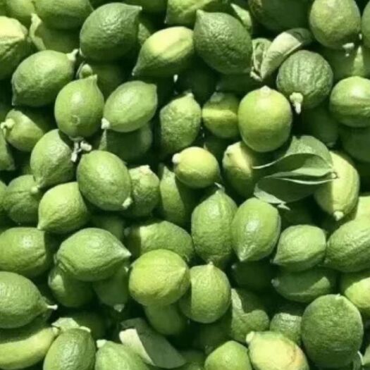 佛山广东香水一级青果 四季香水柠檬   奶茶店专用