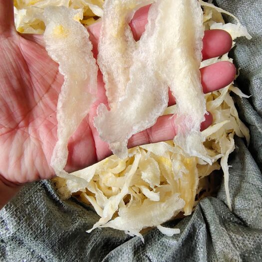 北海花胶  淡水鱼胶巴沙鱼胶条佛跳墙工厂水发客专用鱼胶一斤120
