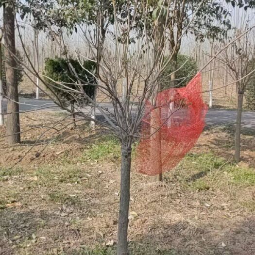 鄢陵县丁香