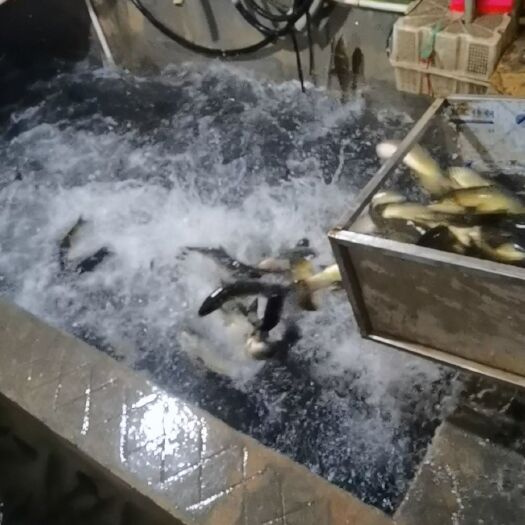 贵阳 草鱼批发，贵阳最大水产批发市场