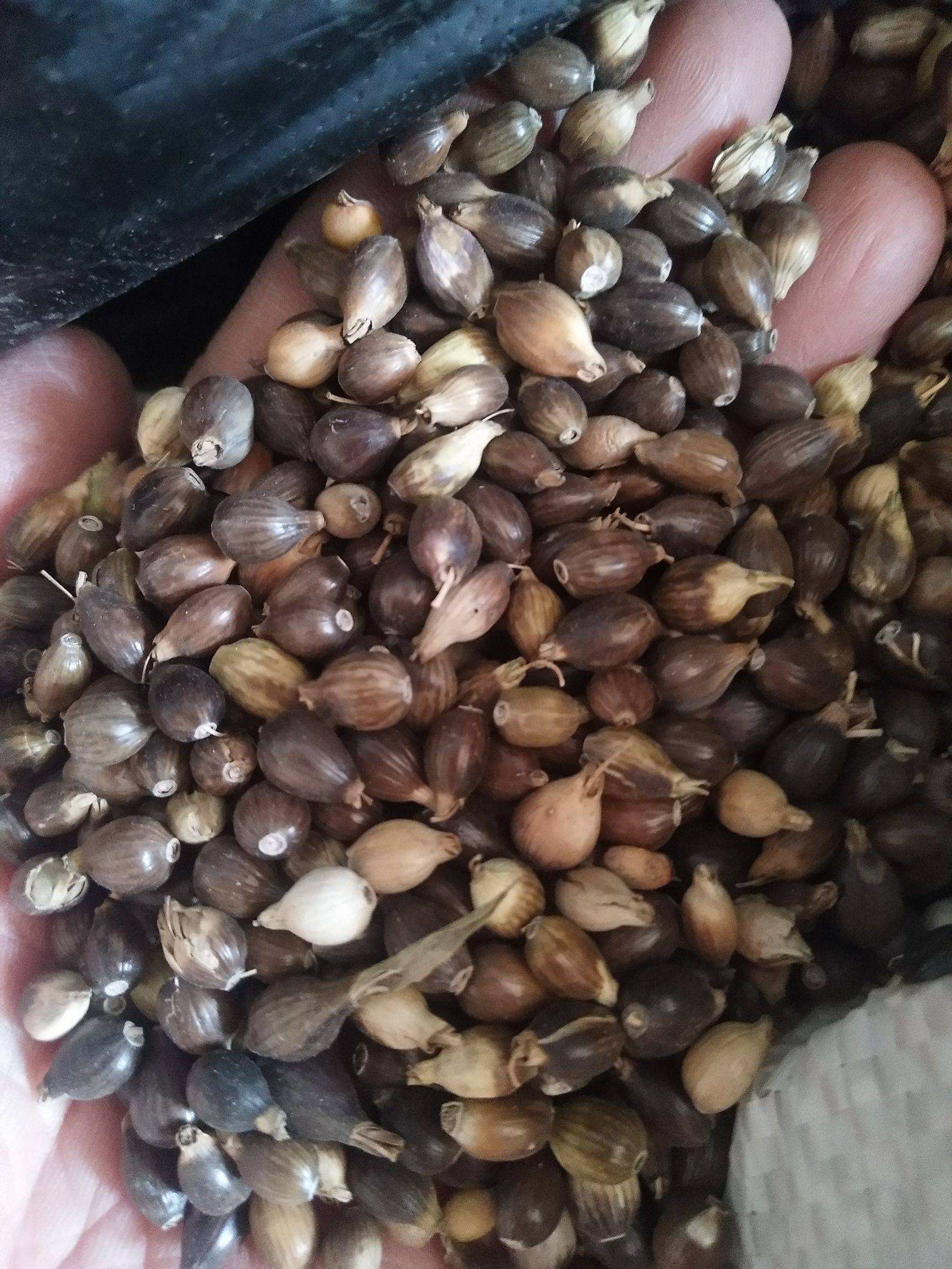 亳州薏米种子 薏苡仁 提供种植技术 一件代发 量大从优