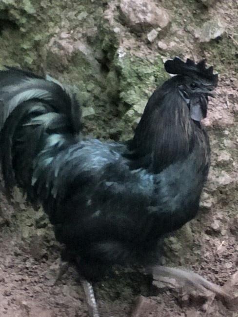 五黑鸡 盐津乌骨鸣