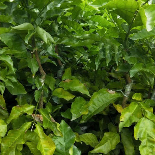 灵山县嫁接苗黑黄皮果苗杯苗