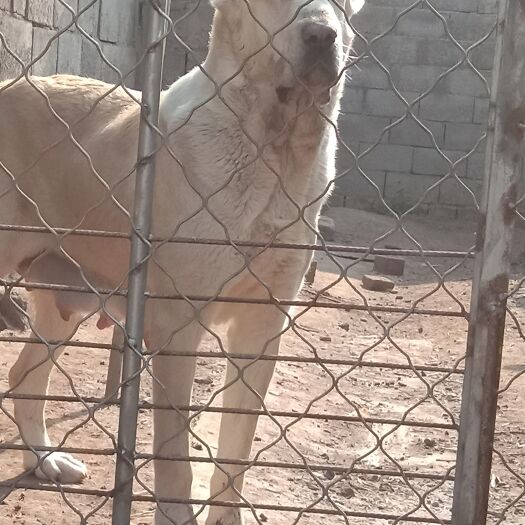 新泰市 中亚牧羊犬
