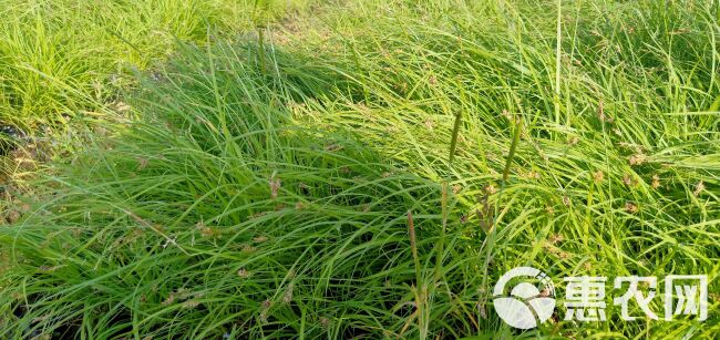 金叶苔草 青绿苔草