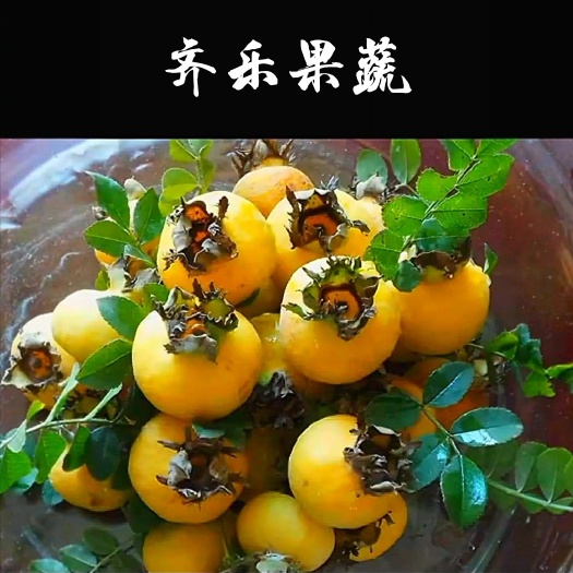鄱阳县无刺金刺梨苗新品木茨梨种苗培育基地