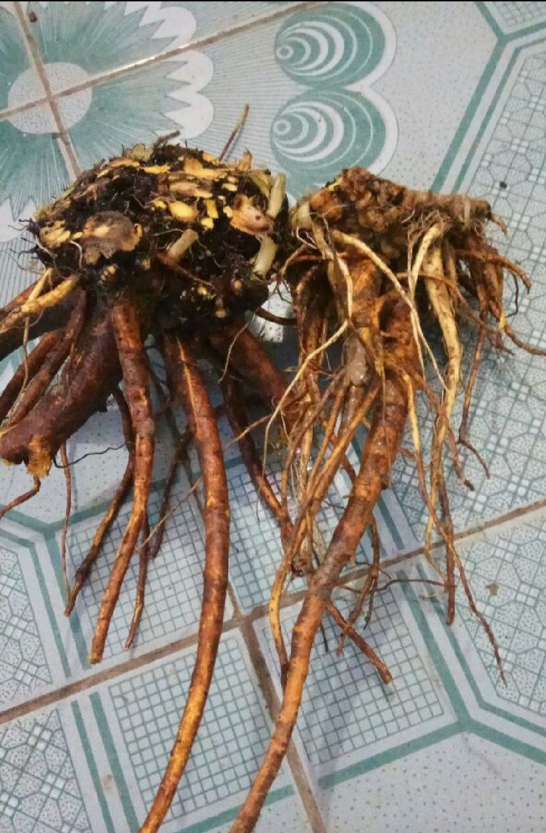  土大黄鲜货出售，品质保证