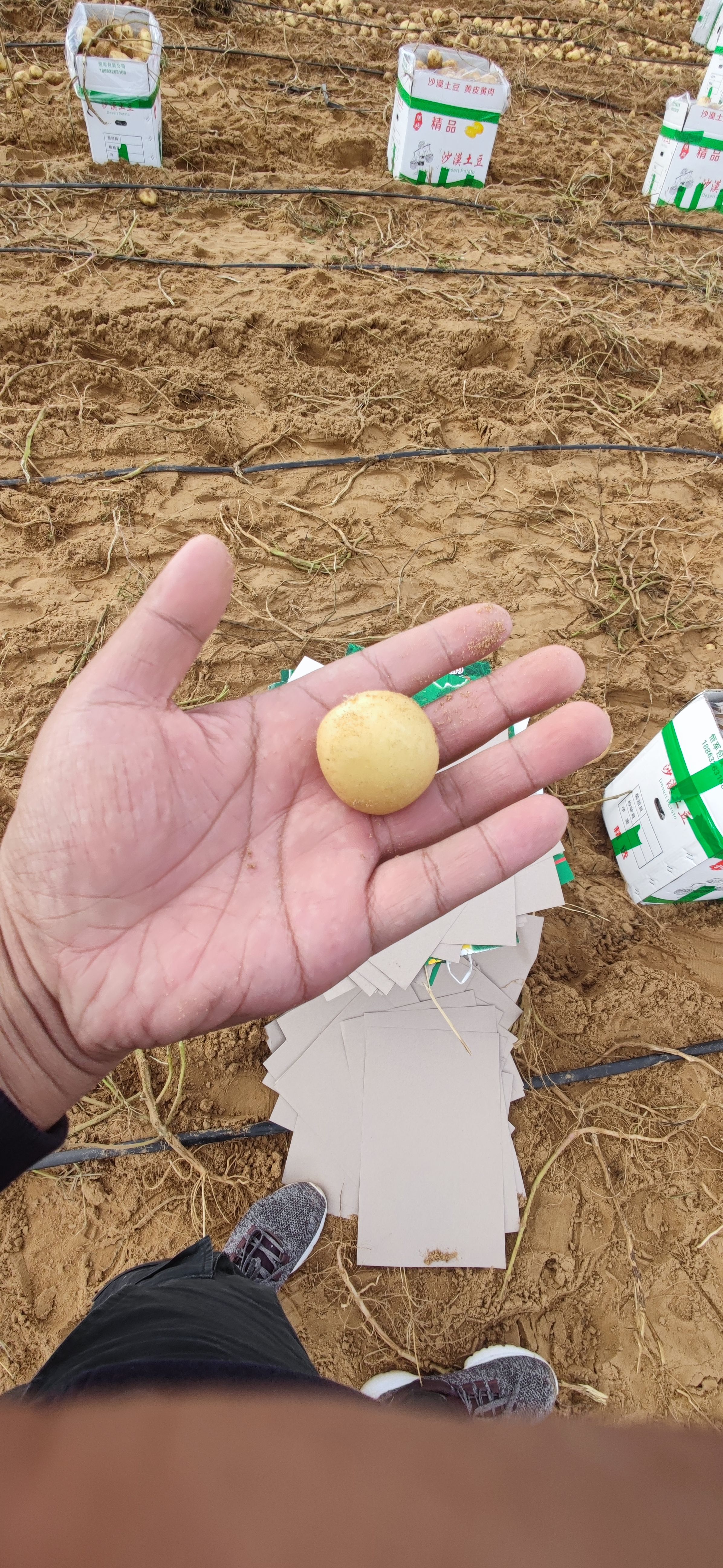 专业大量油炸迷你土豆迷你马铃薯迷你小土豆迷你小洋芋供应批发 专业大量油炸迷你土豆迷你马铃薯迷你小土豆迷你小洋芋供应批发