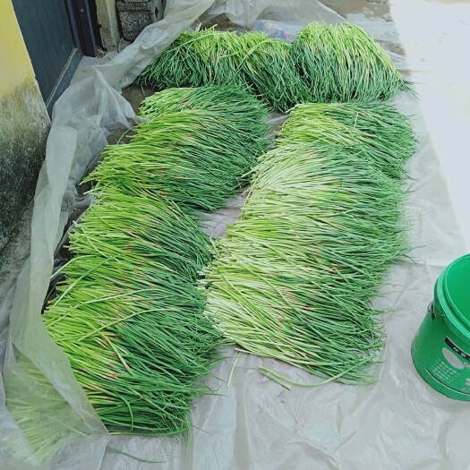 邳州市红帽蒜苔 大量红帽蒜薹上市，需要的老板联系