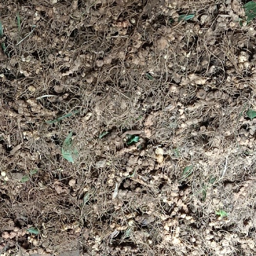 凤凰县姜形黄精 湘西多花黄精精块  2-3年苗龄