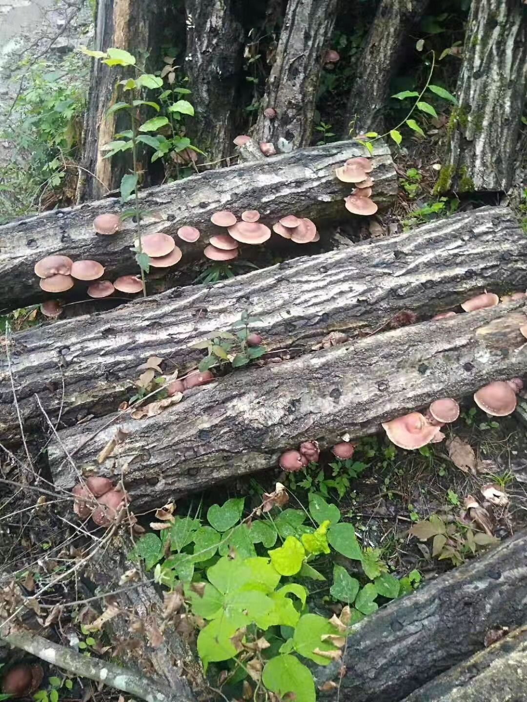  香菇
