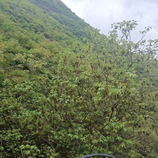 黑水县 核桃 山核桃