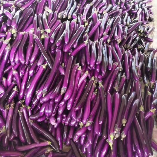 博爱县紫长茄 精品广茄，走市场平台，超市都可以，大量供应，支持各种