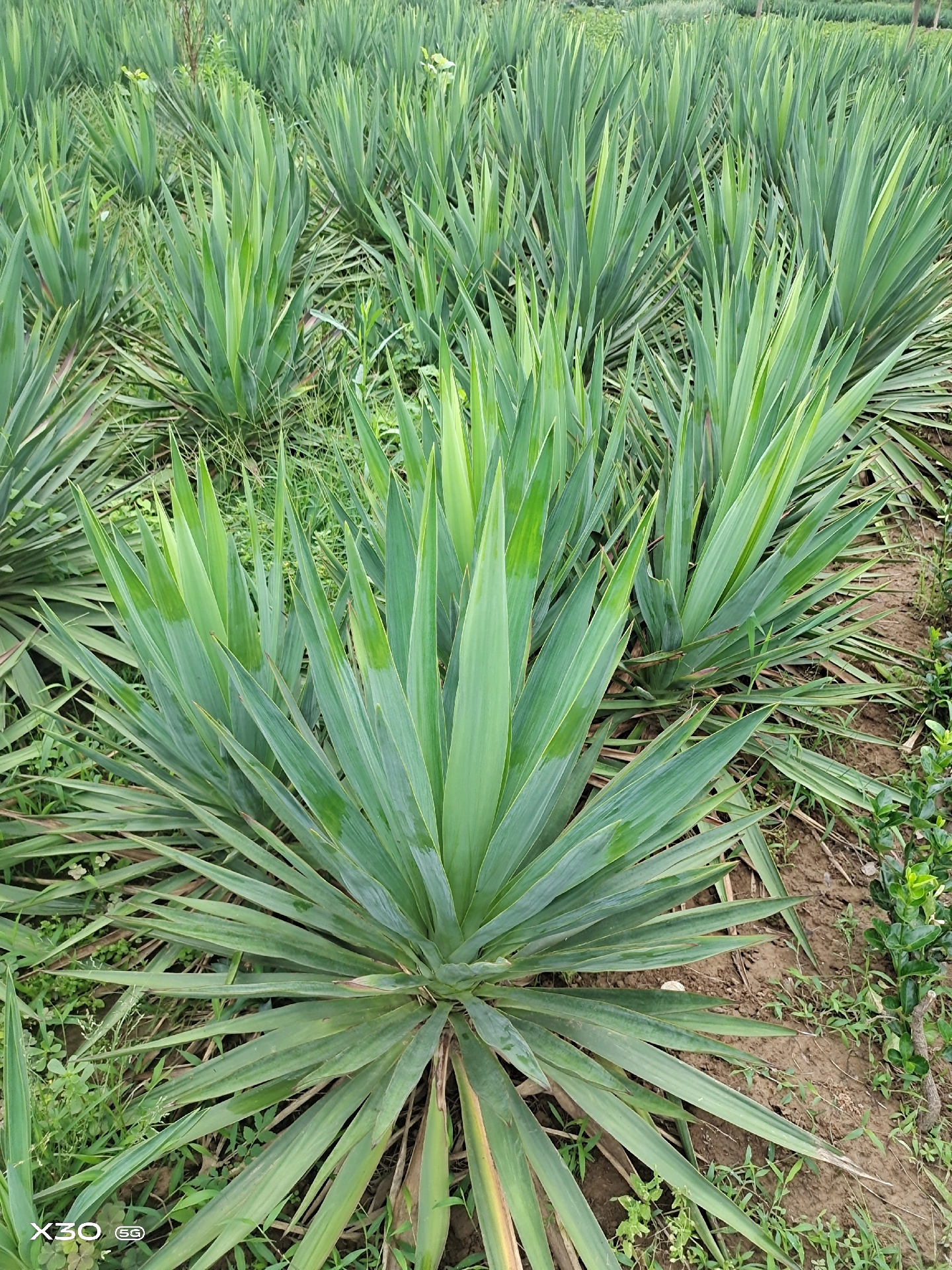 舒晗園林苗木場