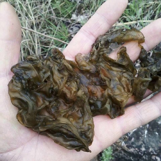 郑州免洗地皮菜，过筛（毛）地皮菜，压缩地皮菜，高中低档货。