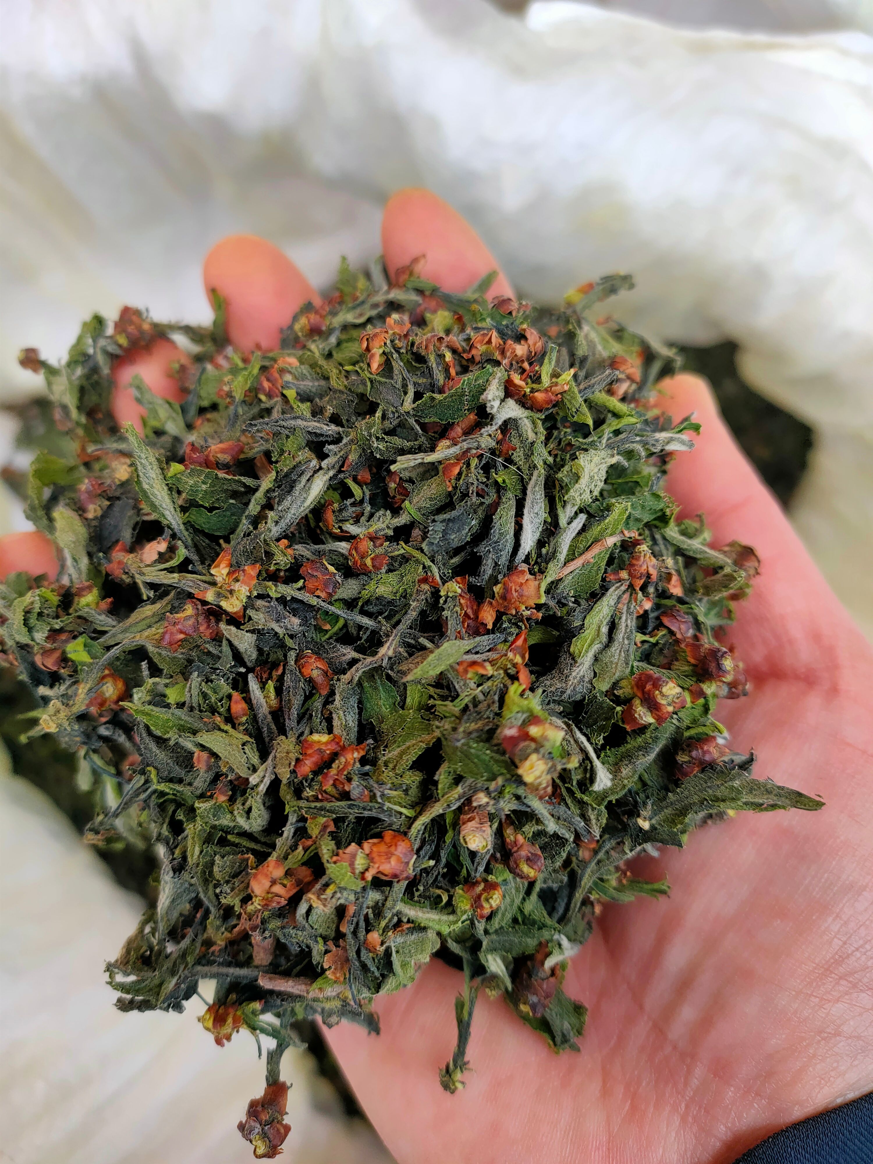 杜仲雄花 针型花粉花蕾男人老公茶养生茶大量供应