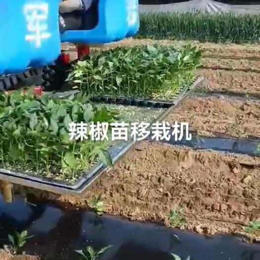  多功能移栽机，辣椒苗移栽机。