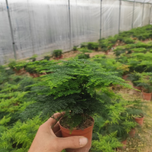 漳州文竹  盆栽绿植