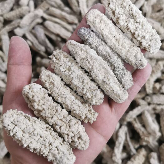 广州大量小岛黄玉参60-70头海参干货黄肉参泡发8倍发量大品质