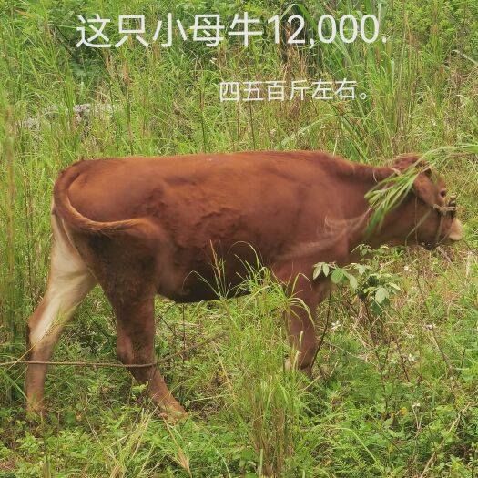 天等县 家庭散养母牛