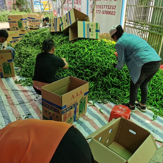 钦州航椒 新鲜辣椒大量