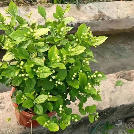 横州市白色茉莉 茉莉花盆栽盆景花卉绿植