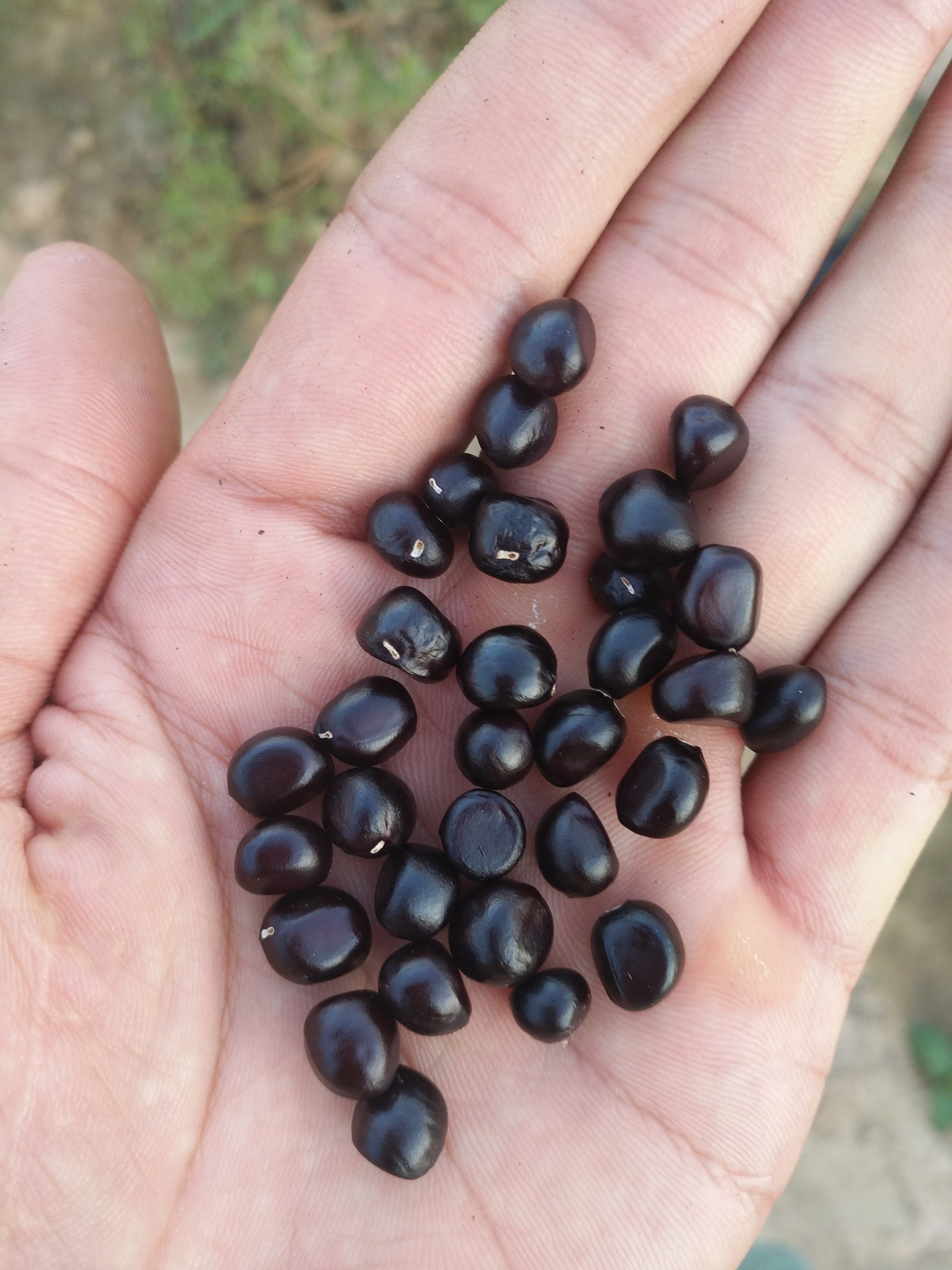 亳州牡丹种子 牡丹籽 提供种植技术 发芽率有保障