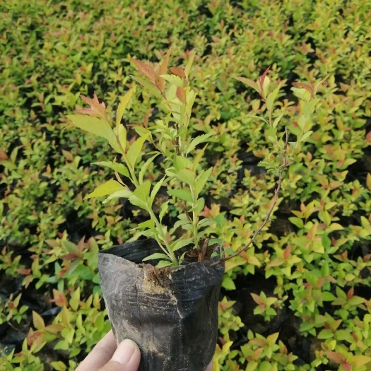 青州市金山绣线菊小杯苗 金焰绣线菊现货 质量好 价格低