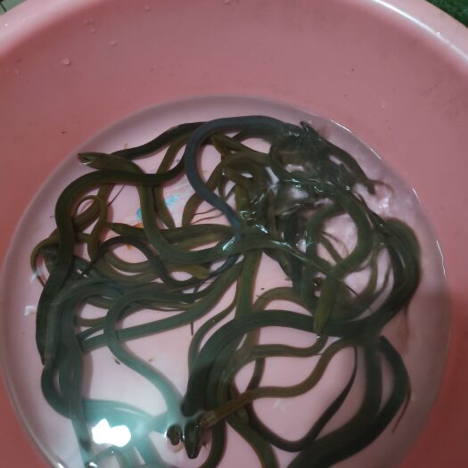 长沙黄鳝 鳝鱼出售