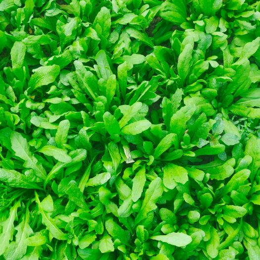 上海精品新鲜荠菜，上市需要联系