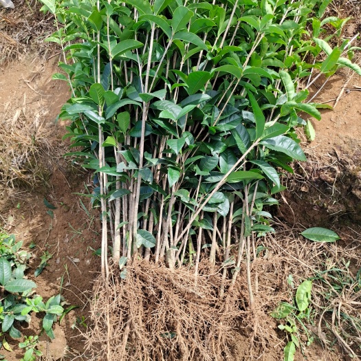 阳朔县桂花苗（金桂）