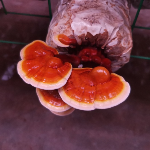 广州白肉灵芝试管种原种出菇袋灵芝子实体灵芝茶