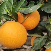 湖北夏橙基地直供，血橙，伦晚果大皮薄，多汁化渣，果面光滑细腻