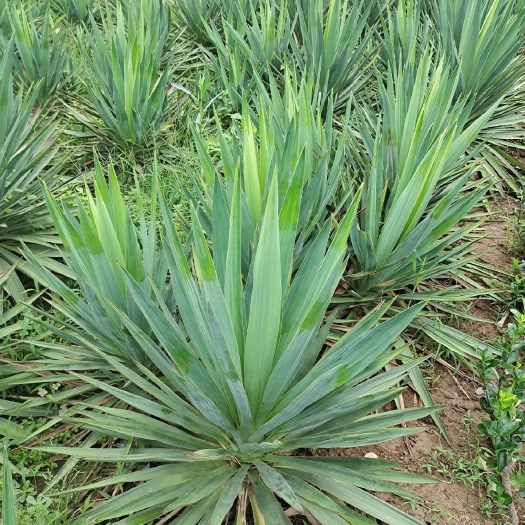 剑麻丝兰