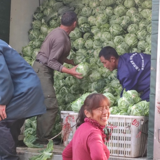 当阳市牛心甘蓝菜 湖北当阳牛心菜大量上市  基地直供 视频看货