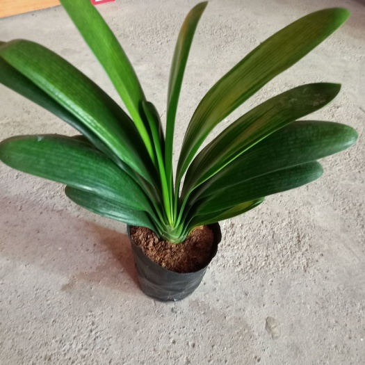漳平市君子兰盆栽 君子兰