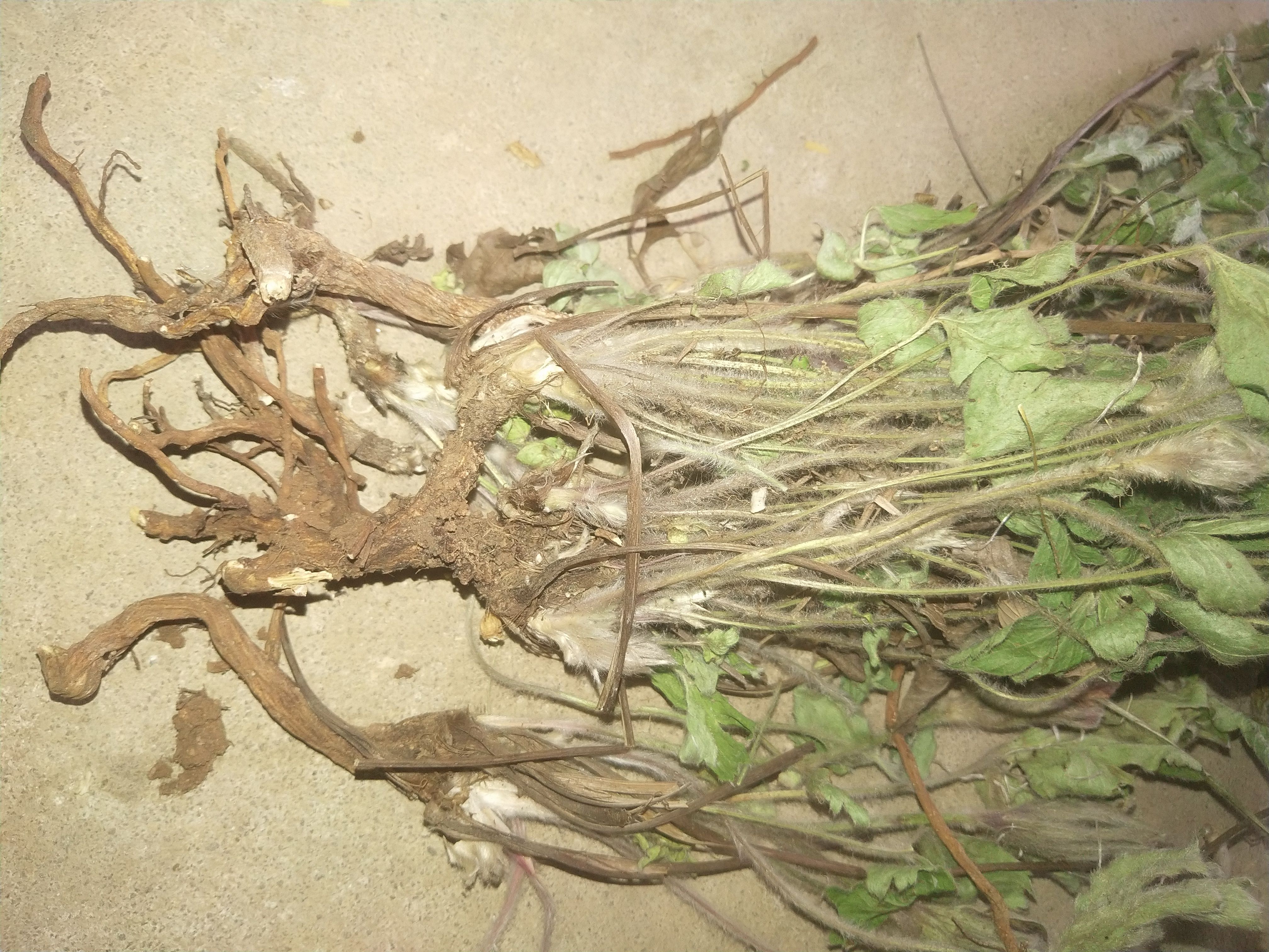 河南伏牛山特产白头翁，货，整株干品，挑选整理