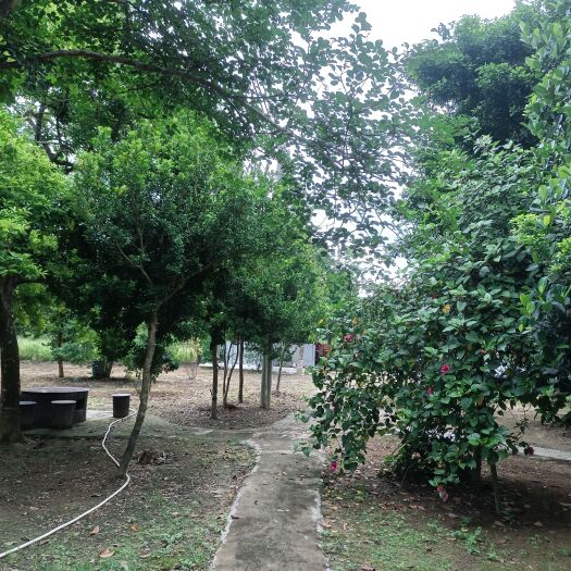 阳江米兰 