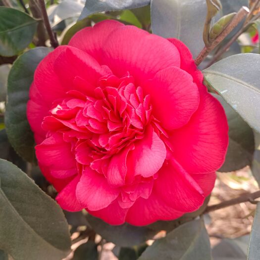 高县山茶花 140cm以上