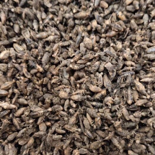 玉林中药材，金沙牛，地枯牛议狮，纯绿色环保，保质保价，有大货