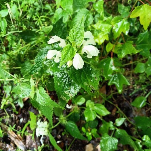 芜湖土藿香 藿香/金钱草/白何首乌/过路黄吴茱萸山茱萸络石藤茜草都可提供
