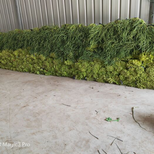 临颍县红帽蒜苔 河南临颖的红袍蒜苔已经上市欢迎各位老板来采购