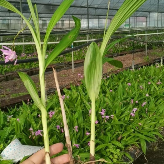 正安县紫花白芨苗 白芨苗（紫花三叉大白芨）
