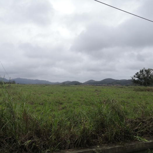 德庆县 560亩连片水田经营权流转