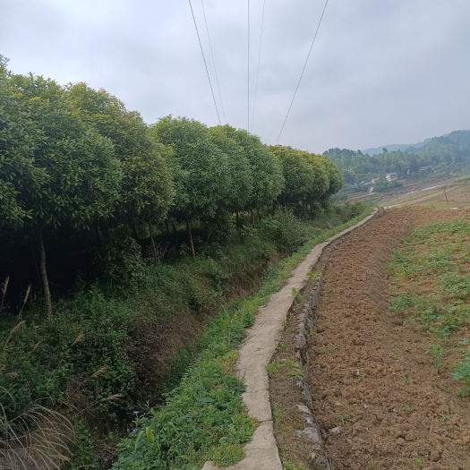 湄潭县黄金桂花树 出售各种规格桂花树