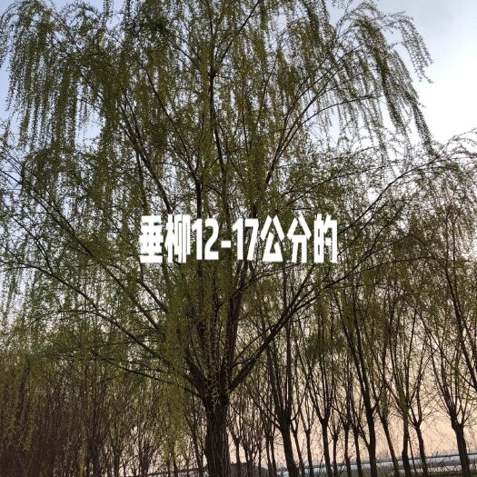 莒县柳树